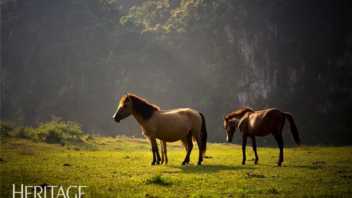 Explorez les prairies de Dong Lam