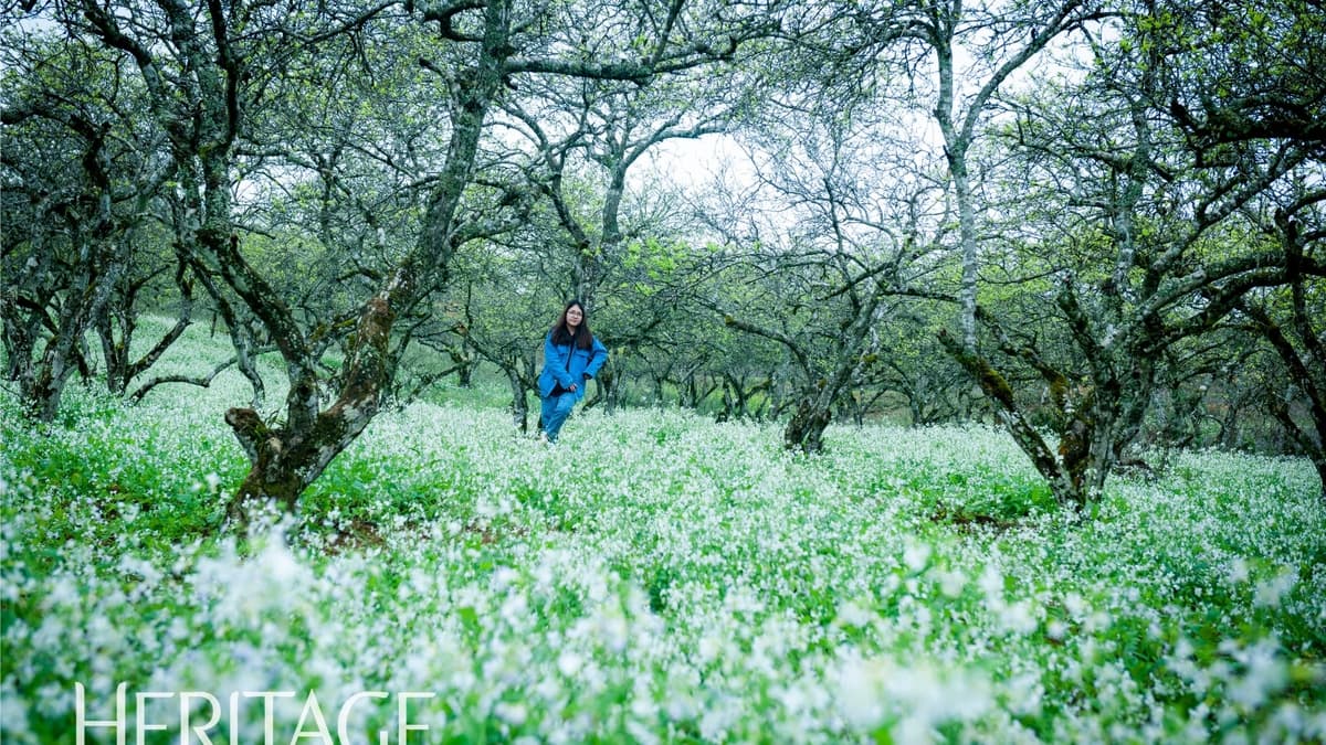 موک چائو در فصل گل خردل سفید
