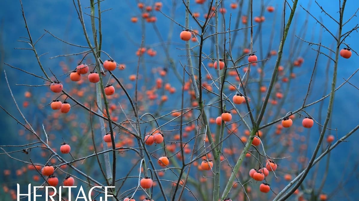 Odwiedź słodki, dojrzały ogród różany w środku płaskowyżu Moc Chau