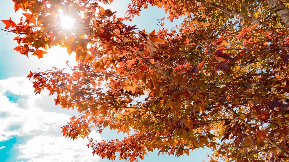 ทิวทัศน์อันงดงามของป่าเมเปิลในจังหวัดกวางตรี