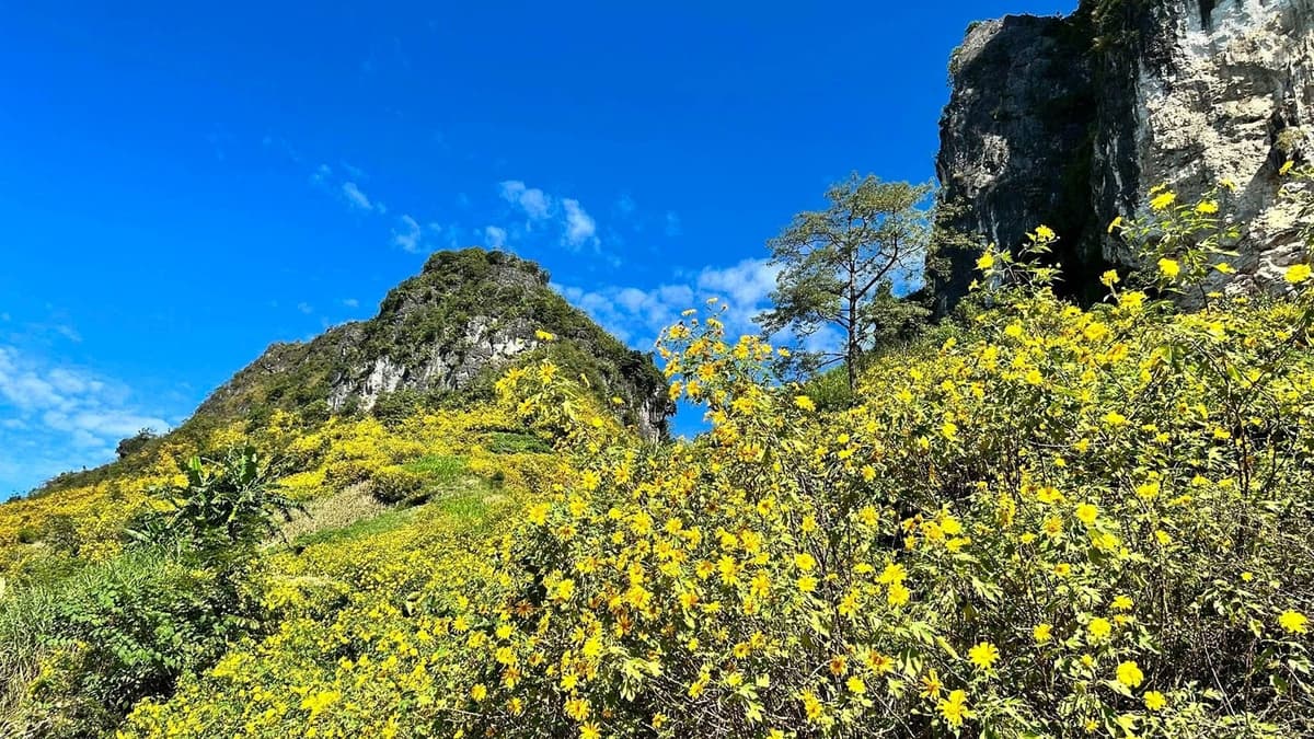 इस मौसम में काओ बैंग घूमने आए पर्यटक कहते हैं: "हर कोण से खूबसूरत तस्वीरें लेने का मौका मिलता है!"