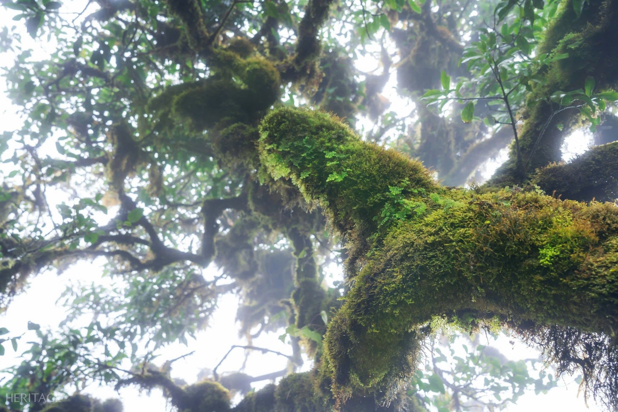 Rừng cổ thụ Tây Bắc phủ đầy rêu ma mị dưới chân núi Tà Dê Đơ