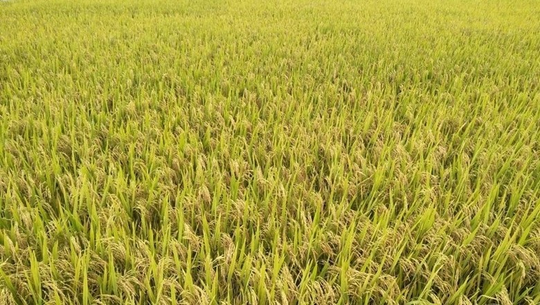 Giá lúa gạo hôm nay 7/11/2024: