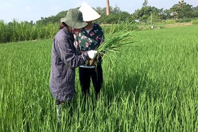 Lâm Thao chủ động phòng trừ bệnh khô vằn trên lúa