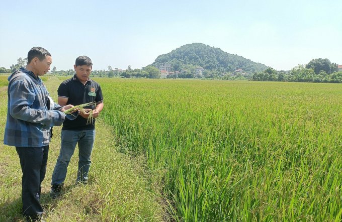 Lương Văn Trường (áo đen) cùng người dân thực nghiệm tại cánh đồng lúa ở xã Minh Tân, huyện Vụ Bản, tỉnh Nam Định. Ảnh: NCVV