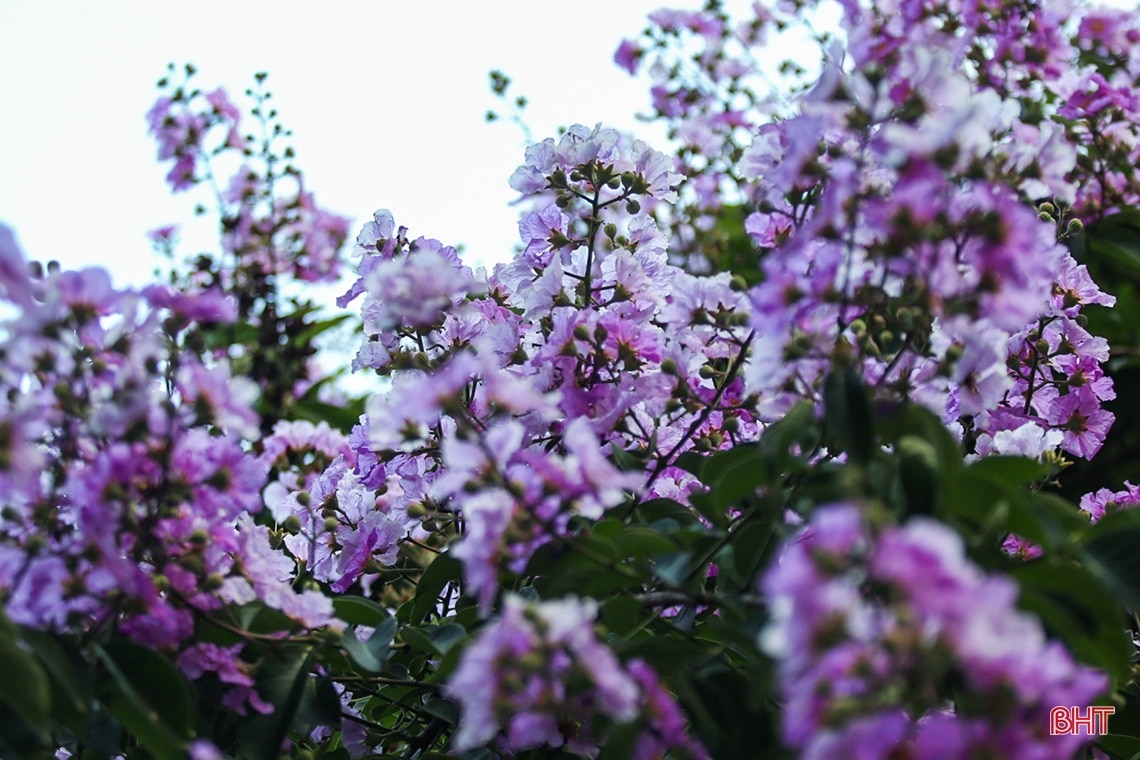 Ngắm vẻ đẹp của hoa bằng lăng trên phố phường Hà Tĩnh