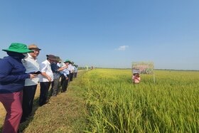 Đánh giá giống lúa mới LP 5 trồng thử nghiệm đầu tiên tại Quảng Trị