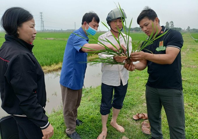 Lương Văn Trường (ngoài cùng bên phải) trao đổi với người nông dân về giống lúa. Ảnh: NVCC