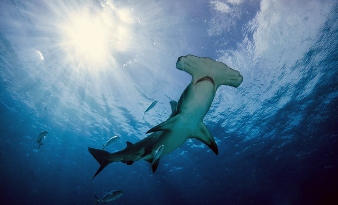 Cá mập đầu búa săn mồi ở độ sâu cực lớn. Ảnh: Earth