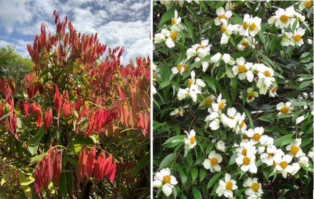 Thực hư về loài hoa hiếm ở dãy núi Himalaya 36 năm mới nở hoa một lần - Ảnh 1.