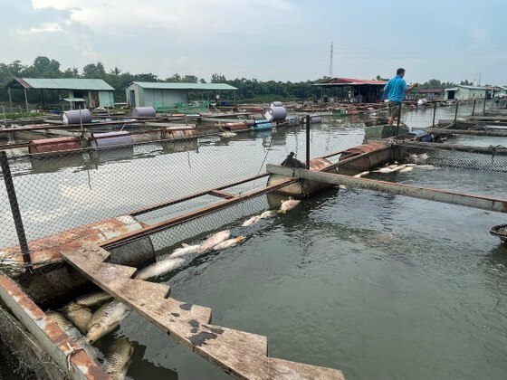 Vụ làng cá Tân Mai chết hàng loạt: Người dân mong được hỗ trợ làm sạch môi trường nước  ảnh 4
