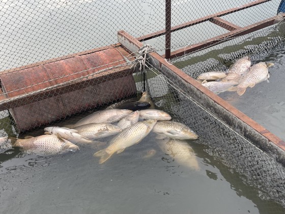 Vụ làng cá Tân Mai chết hàng loạt: Người dân mong được hỗ trợ làm sạch môi trường nước  ảnh 3