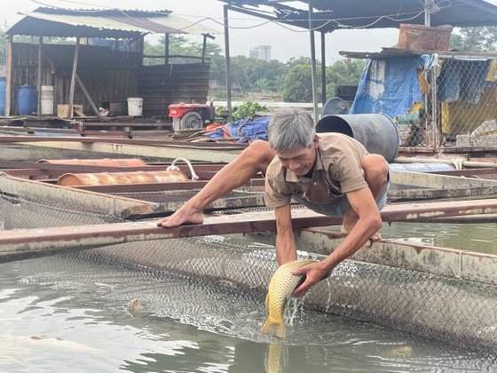 Vụ làng cá Tân Mai chết hàng loạt: Người dân mong được hỗ trợ làm sạch môi trường nước  ảnh 2