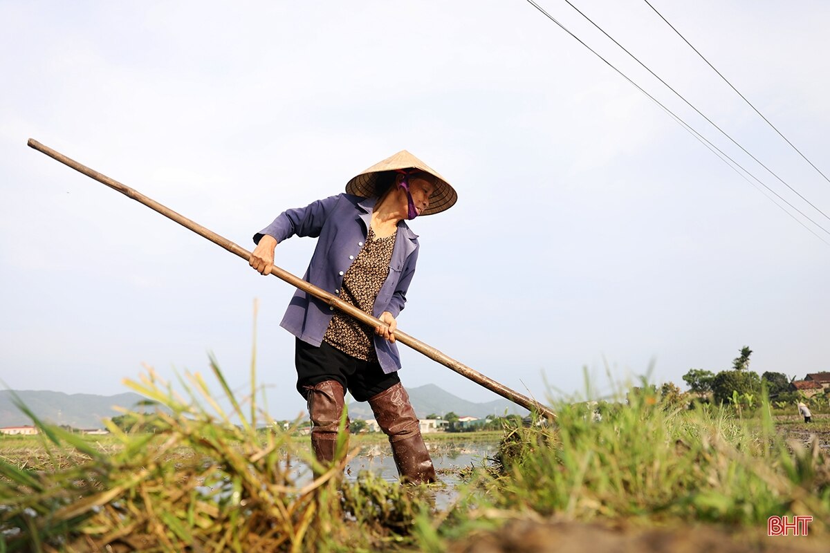 Nông dân Hà Tĩnh chạy đua với lịch gieo cấy hè thu