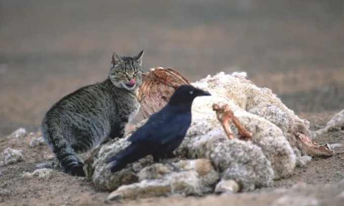Mèo hoang và chim ăn xác động vật ở Australia. Ảnh: iStock/Getty