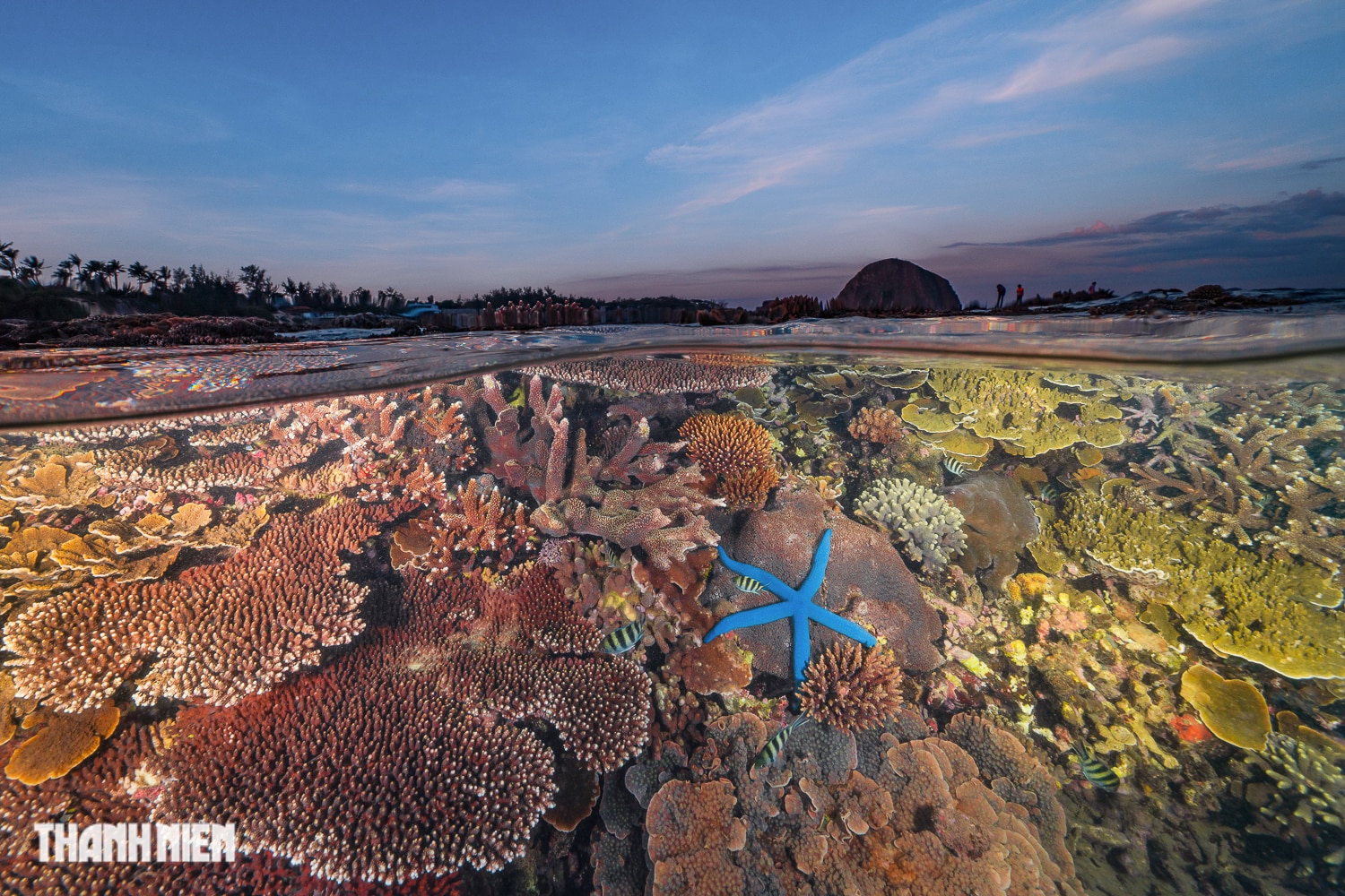 Nhiếp ảnh gia Việt Nam đoạt giải nhì cuộc thi ảnh đại dương quốc tế - Ảnh 1.