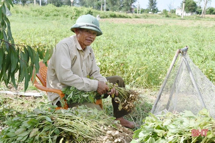 Niềm vui nhân đôi trong mùa thu hoạch lạc ở Lộc Hà