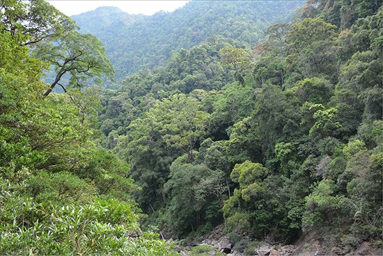 Việt Nam có thể thu 200 triệu USD nhờ rừng ảnh 1