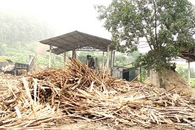 Để ngành chế biến dăm gỗ phát triển bền vững