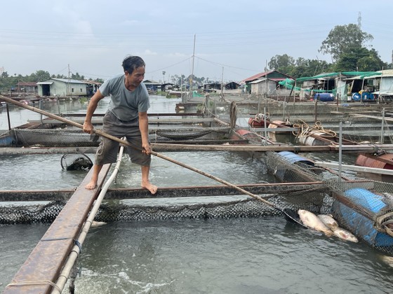 Vụ làng cá Tân Mai chết hàng loạt: Người dân mong được hỗ trợ làm sạch môi trường nước  ảnh 1