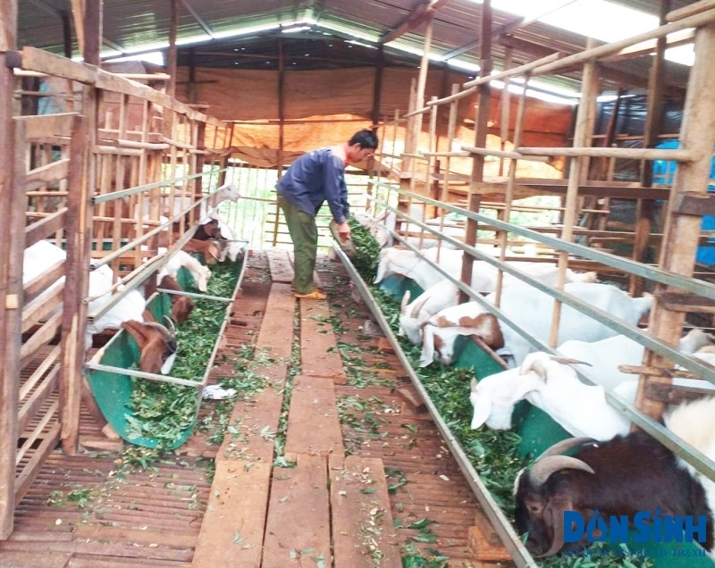 Người phát triển chăn nuôi nhờ được tiếp cận với nguồn vốn vay từ Ngân hàng Chính sách xã hội huyện Cư M’gar tỉnh Đắk Lắk
