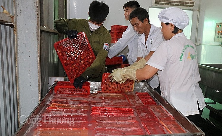 tham quan cơ sở chế biến, xuất khẩu vải tươi tại Công ty CP Ameii Việt Nam tại xã Thanh Xá