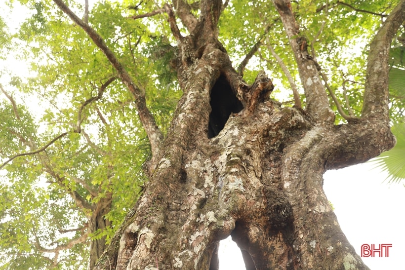 Đón bằng công nhận Cây Di sản Việt Nam cho cây thị ở Hương Sơn