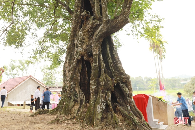 Đón bằng công nhận Cây Di sản Việt Nam cho cây thị ở Hương Sơn