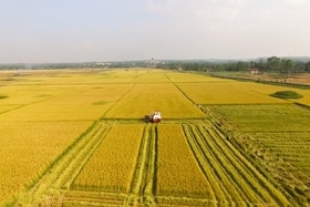 Huyện Cam Lộ sẽ liên kết sản xuất cánh đồng mẫu lớn với Tập đoàn Lộc Trời