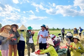 Vĩnh Sơn: Dưa Vinh Nông trồng trên đất lúa 1 vụ cho thu nhập 70 - 135 triệu đồng/ha