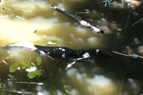 Thị xã Quảng Trị: Tìm kiếm 2 con cá sấu xuất hiện trong ao cá ở khu dân cư
