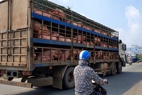Ngăn chặn, phát hiện và xử lý các trường hợp buôn bán, vận chuyển trái phép lợn qua biên giới