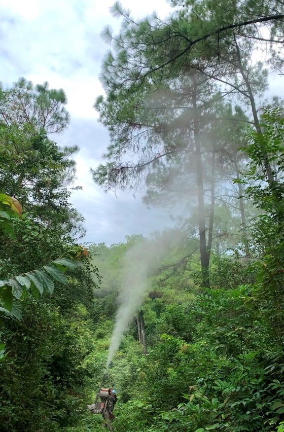 Hà Tĩnh: Sâu róm gây hại khoảng 2.000ha rừng thông  ảnh 3