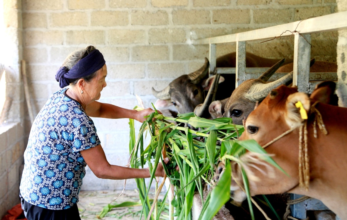 Nông dân xã Hữu Vinh (Yên Minh) phát triển kinh tế từ mô hình nuôi trâu, bò hàng hóa. 	