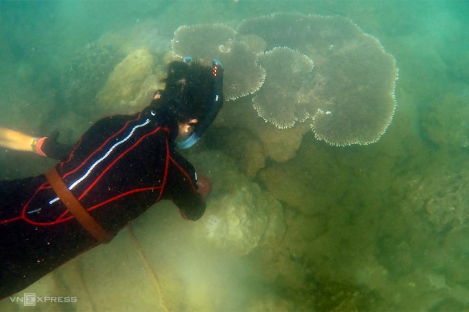 Một thành viên nhóm Danang Freediving cắt lưới ma mắc vào rạn san hô. Ảnh: Nguyễn Đông