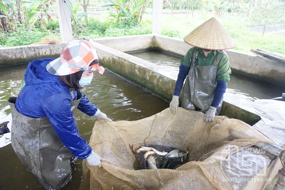 Nhân viên Xí nghiệp Thủy sản Núi Cốc (Công ty TNHH Một thành viên Khai thác thủy lợi Thái Nguyên) kiểm tra chất lượng cá giống trước khi thả.