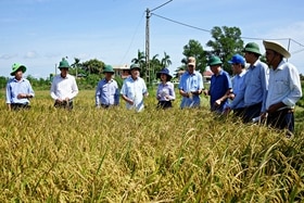 Phó Chủ tịch Thường trực UBND tỉnh Hà Sỹ Đồng kiểm tra thu hoạch lúa vụ hè thu