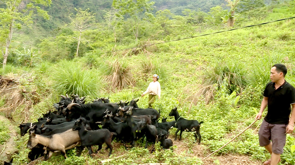Mô hình chăn nuôi phát triển kinh tế của gia đình anh Trần Văn Vịnh, thôn Nà Phia, thị trấn Yên Phú.
