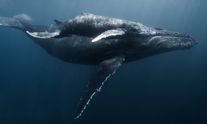 Cá voi lưng gù (Humpback whales) là một loài cá voi tấm sừng hàm có kích thước lớn.