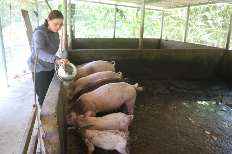 Mô hình chăn nuôi giúp người dân vùng cao Thừa Thiên Huế có nguồn thu, ổn định đời sống