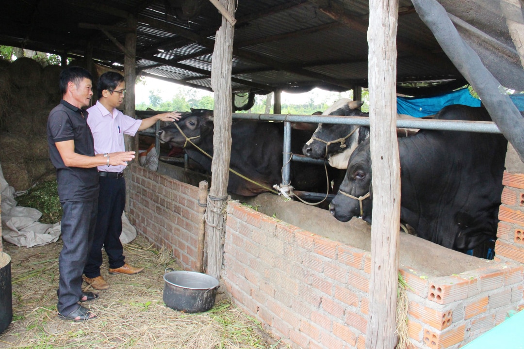 Hộ ông Bùi Văn Thi (xã Ea Hiu) sử dụng nguồn vốn vay ưu đãi dành cho hộ sản xuất, kinh doanh tại vùng khó khăn để phát triển chăn nuôi bò vỗ béo.