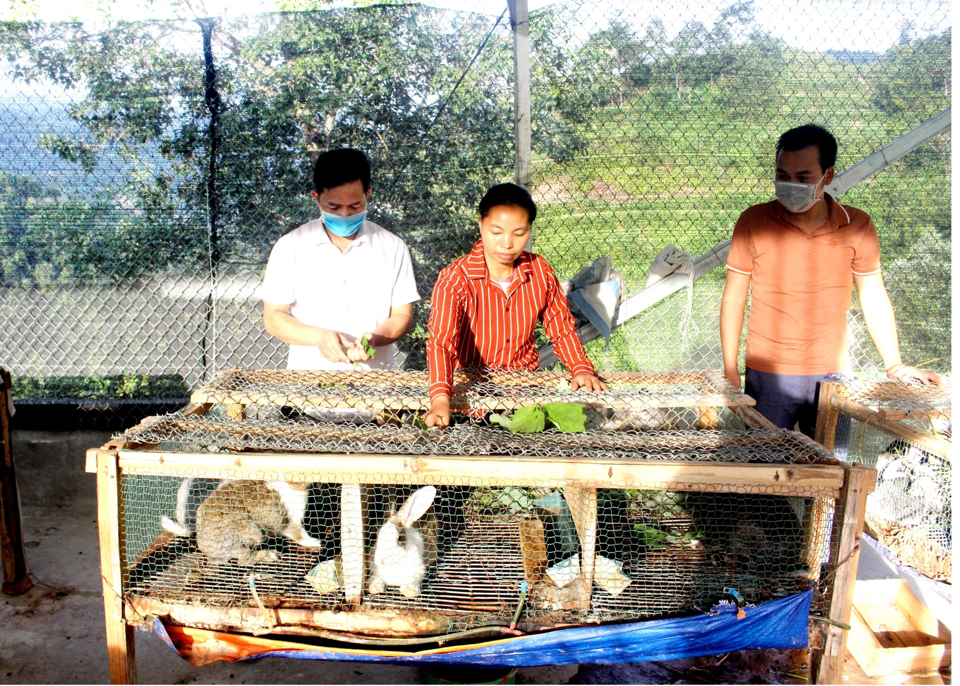 Từ nguồn vốn vay Quỹ hỗ trợ nông dân, chị Vàng Thị Nhọt, xã Tụ Nhân (Hoàng Su Phì) đầu tư mở rộng mô hình nuôi thỏ đem lại giá trị kinh tế cao.
