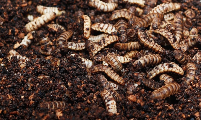 Ấu trùng ruồi lính đen ăn chất thải hữu cơ trước khi được thu hoạch để làm thức ăn chăn nuôi và các sản phẩm khác. Ảnh: Shutterstock