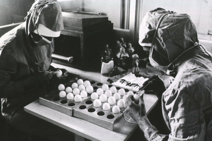 Chuẩn bị sản xuất vaccine sởi từ tế bào trứng gà. Ảnh: WHO