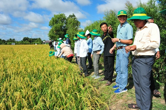 Hàng trăm nông dân đến tham quan ruộng mô hình canh tác lúa thông minh tại hộ ông Phạm Thanh Ca ở xã Thạnh Trị, huyện Thạnh Trị, tỉnh Sóc Trăng ảnh 2