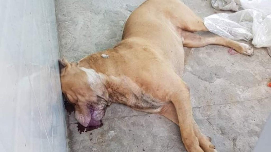 Chó pitbull ở Bắc Giang cắn 4 người nhập viện cấp cứu - Ảnh 1.