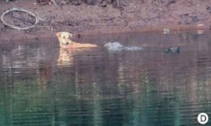 Một con cá sấu bơi đến gần và đẩy con chó vào bờ. Ảnh: Utkarsha Chavan/Chavan & Borkar