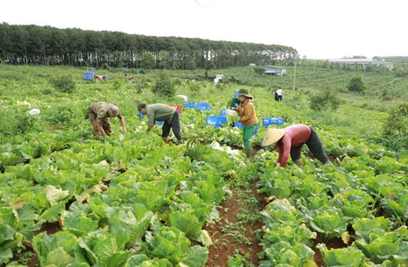 Hộ nghèo huyện Đắk Glong được hỗ trợ vay vốn tín dụng để phát triển sản xuất.