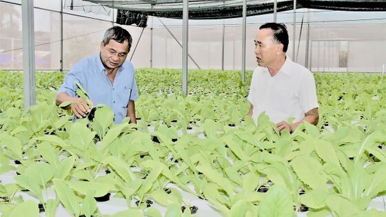 Mô hình trồng rau thủy canh ở một HTX nông nghiệp tại TPHCM ảnh 1
