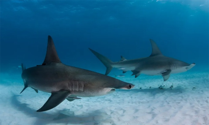 Mùa hè năm 2020 và 2021, 54 con cá mập đầu búa cái tụ tập quanh hai đảo san hô ở quần đảo Polynesia thuộc Pháp. Ảnh: Alastair Pollock Photography/Getty
